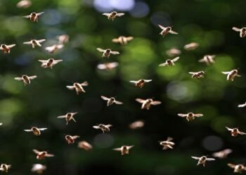 L'essaimage des abeilles peut potentiellement changer le temps, selon une nouvelle étude