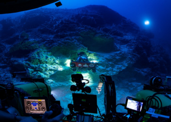 Une nouvelle "oasis de vie" remplie de requins voraces se cache sous l'océan des Maldives