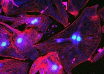 Les «cellules zombies» du corps liées au vieillissement peuvent en fait aider à guérir les lésions tissulaires