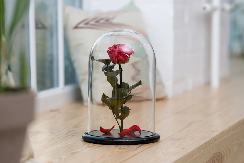 Rose dans un verre
