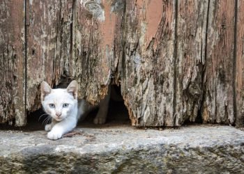 Comment les chats se faufilent-ils dans de petits espaces ?