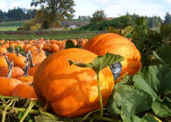 Dimanche avec des onglets le chat, mascotte de blog de maquillage et de beauté, vol.  730