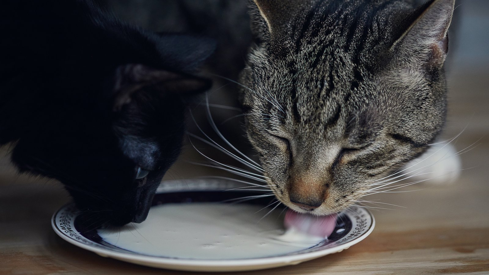 Est-il sécuritaire pour les chats de boire du lait?