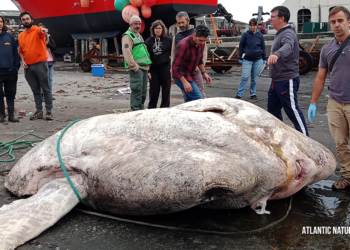 Le poisson-lune « majestueux » de 3 tonnes établit un nouveau record du monde du plus gros poisson osseux jamais découvert