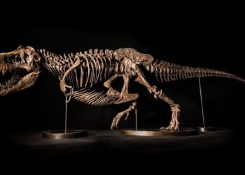 Le squelette spectaculaire de T. rex pourrait rapporter 25 millions de dollars aux enchères (le nouveau propriétaire peut également le nommer)