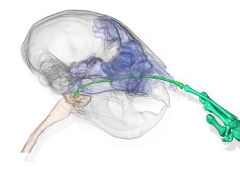 Les aye-ayes bizarres utilisent un doigt effrayant et osseux pour se cueillir le nez