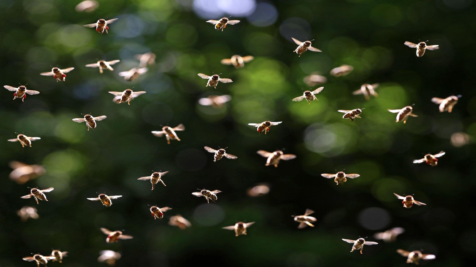 L'essaimage des abeilles peut potentiellement changer le temps, selon une nouvelle étude