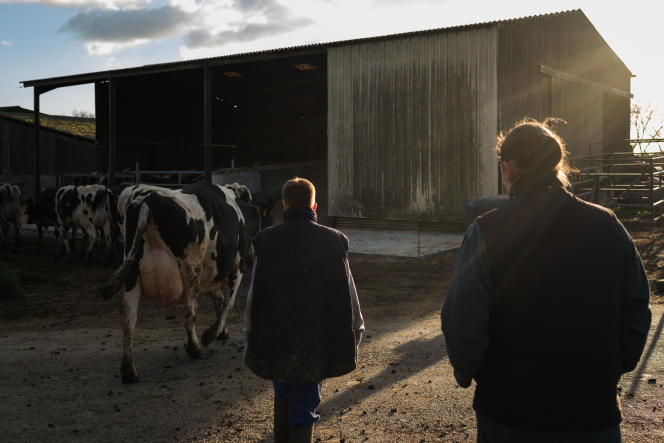 Une productrice laitière bio et son fils rentrent les vaches pour la traite du soir.  En Loire-Atlantique, le 21 janvier 2022.