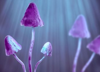 Le traitement «champignon magique» pour la dépression se rapproche de l'approbation