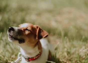 jack russel hautes pyrenees mort femme