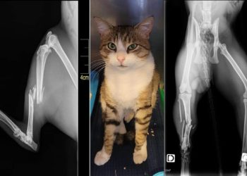 stanley chat operation internautes solidarite