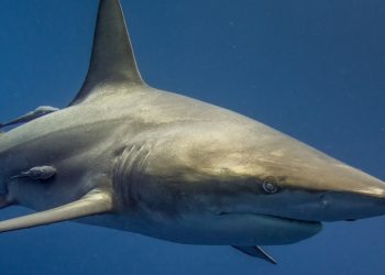 Une oasis de vie avec de nombreux requins découverts par des chercheurs britanniques !