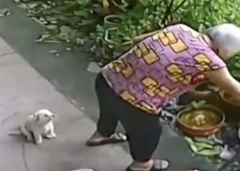 Cette personne âgée se sent fatiguée, la réaction de son chiot a ému toute la toile !  (Vidéo)