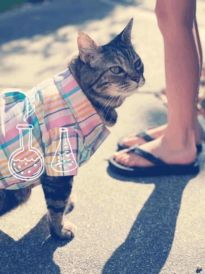 Dimanche avec des onglets le chat, mascotte de blog de maquillage et de beauté, vol.  735