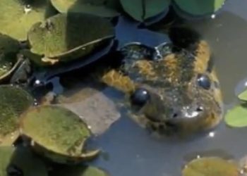 un anaconda vert avale un énorme mammifère !  (vidéo)