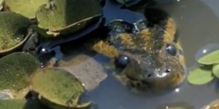  un anaconda vert avale un énorme mammifère !  (vidéo)

 