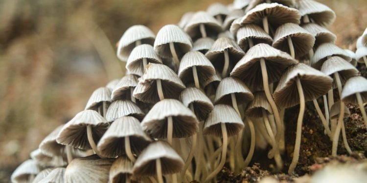 Des champignons « magiques » qui soignent la dépression ?  L'incroyable projet de l'Université d'Oxford