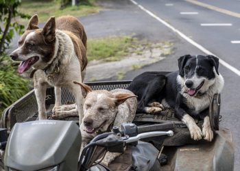 Un vétérinaire a partagé les cinq races de chiens qu’il choisirait, et ce n