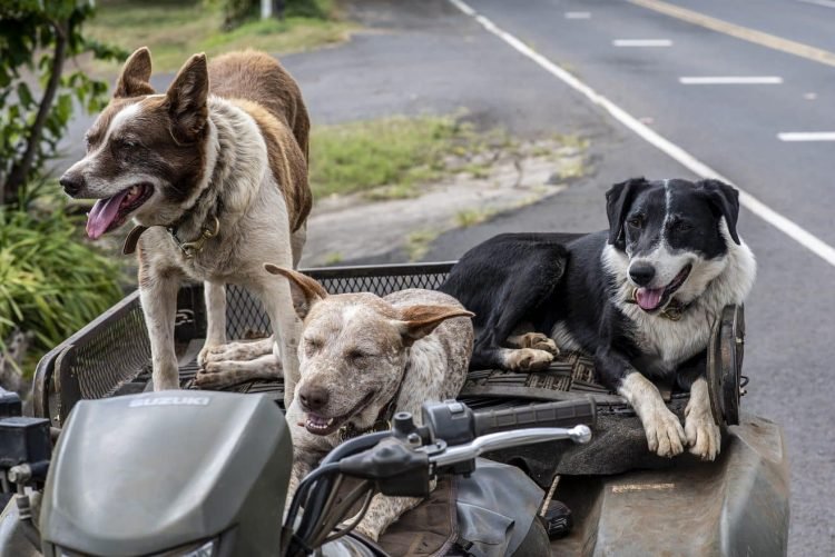 Un vétérinaire a partagé les cinq races de chiens qu'il choisirait, et ce ne sont sûrement pas celles que vous imaginiez – Thebuzzly