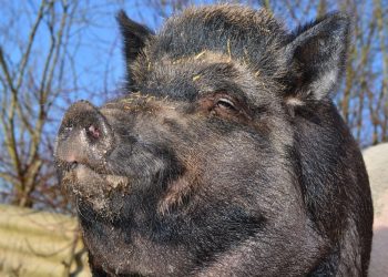 Vidéo insolite des sangliers profitent de la plage dans le Morbihan