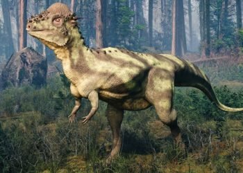 Des dinosaures à tête de casque kickboxés comme des kangourous, selon une nouvelle étude