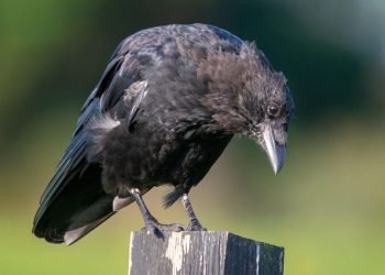 Les corbeaux dépassent les singes, peuvent saisir des modèles récursifs