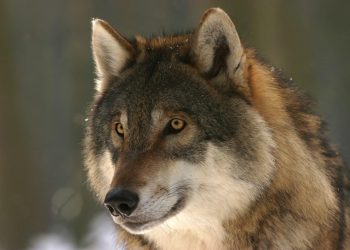 Poursuivi par un loup la folle poursuite entre un homme et un loup immortalisée en vidéo