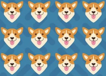 Serez-vous assez observateur pour trouver l'intrus parmi ces corgis ?