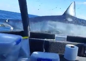 requin nouvelle-zelande attaque bateau