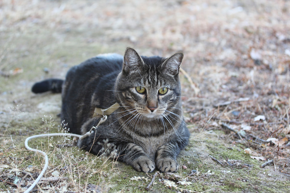 Dimanche avec des onglets le chat, mascotte de blog de maquillage et de beauté, vol.  736