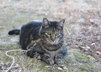 Dimanche avec des onglets le chat, mascotte de blog de maquillage et de beauté, vol.  736