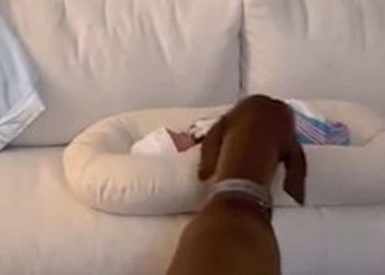 chien acceuille bebe pour la permiere fois