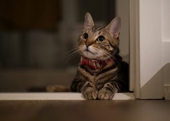 600 kilomètres plus tard, le chat Coxi retrouve son ancienne maison !