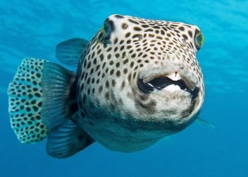 Des chercheurs découvrent des dizaines de créatures mystérieuses dans les fonds marins