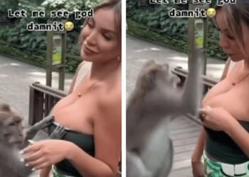 Ce singe a des mains très baladeuses devant une ancienne Miss (vidéo)
