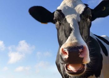 Les vaches nourries au chanvre agissent lapidées et produisent du lait contenant du THC