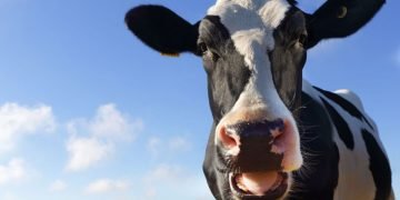 Les vaches nourries au chanvre agissent lapidées et produisent du lait contenant du THC