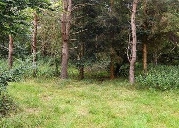 Six soldats sont cachés sur cette photo !  Saurez-vous les repérer ?