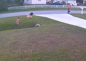 enfant berger allemand