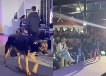 chien concours de beauté