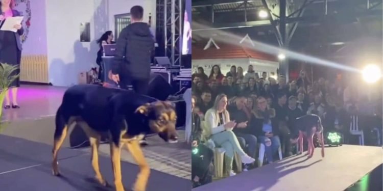 chien concours de beauté