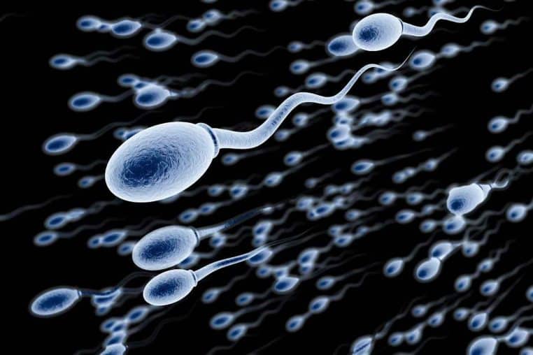 spermatozoïdes science étude fertilité