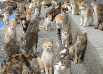 Qu'est-ce que le syndrome de Noé, qui met en danger les animaux de compagnie ?