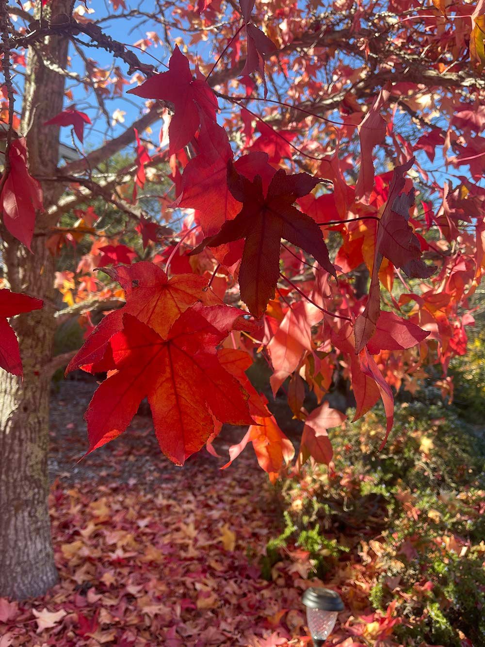 Joyeux Thanksgiving et promenade d'automne sous le soleil de Californie