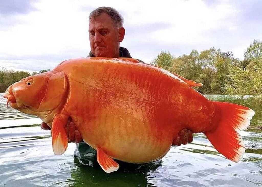 Il attrape le plus gros poisson rouge du monde, sa taille est impressionnante ! – Thebuzzly