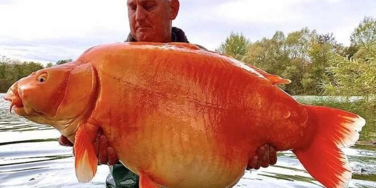 Il attrape le plus gros poisson rouge du monde, sa taille est impressionnante ! – Thebuzzly