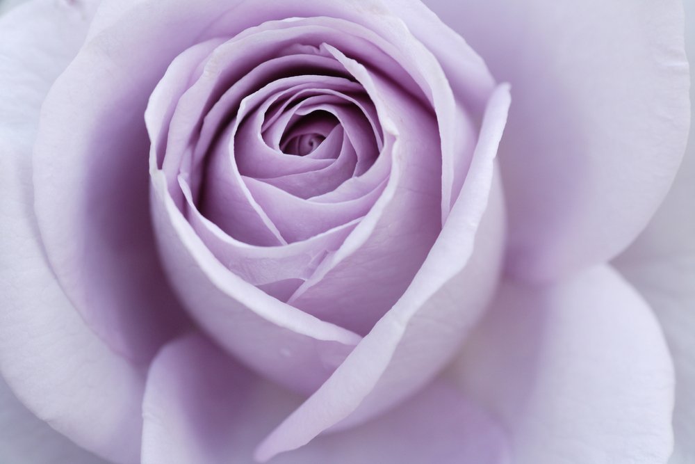 Rose Couleur Lilas, Fleur, Plante, Pétale, Violet, Hybrid tea rose 