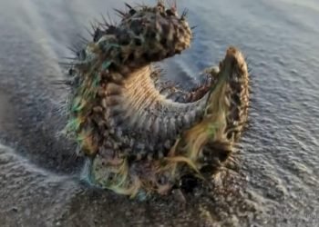 Un homme rencontre une créature incroyable sur une plage écossaise