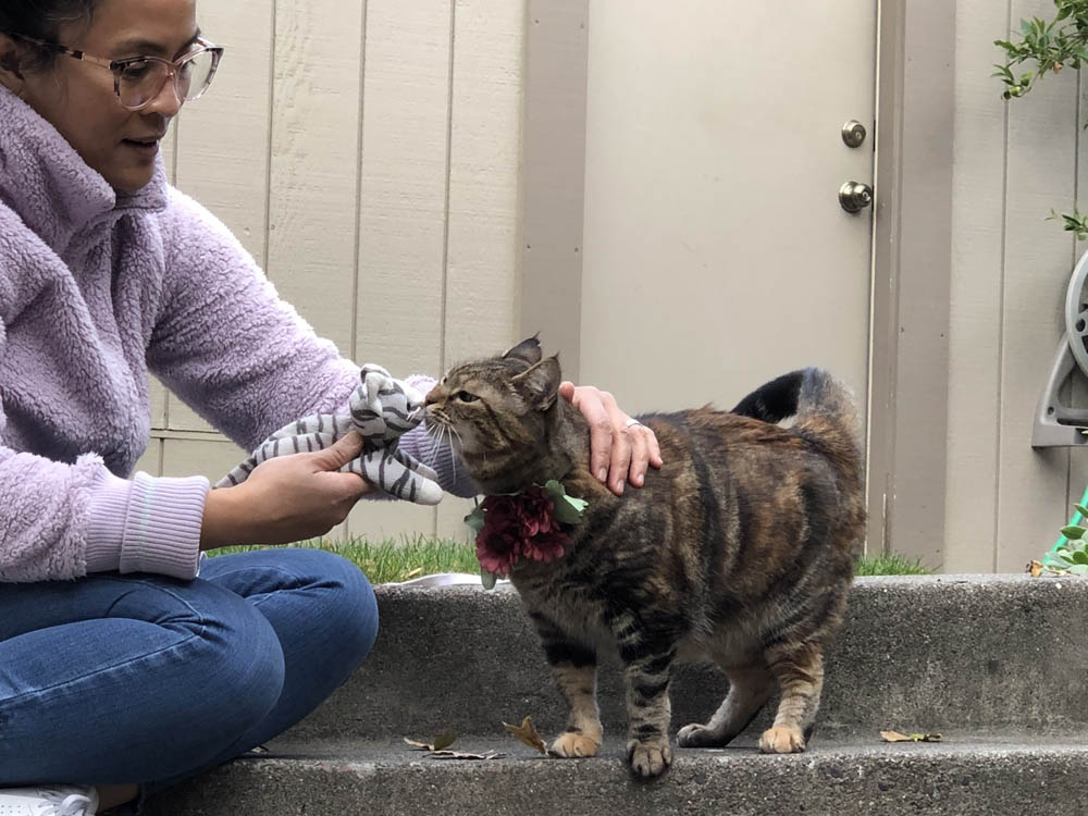 Dimanche avec des onglets le chat, mascotte de blog de maquillage et de beauté, Vol.  738