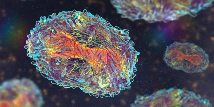 "Mpox" est le nouveau nom du monkeypox, selon l'OMS